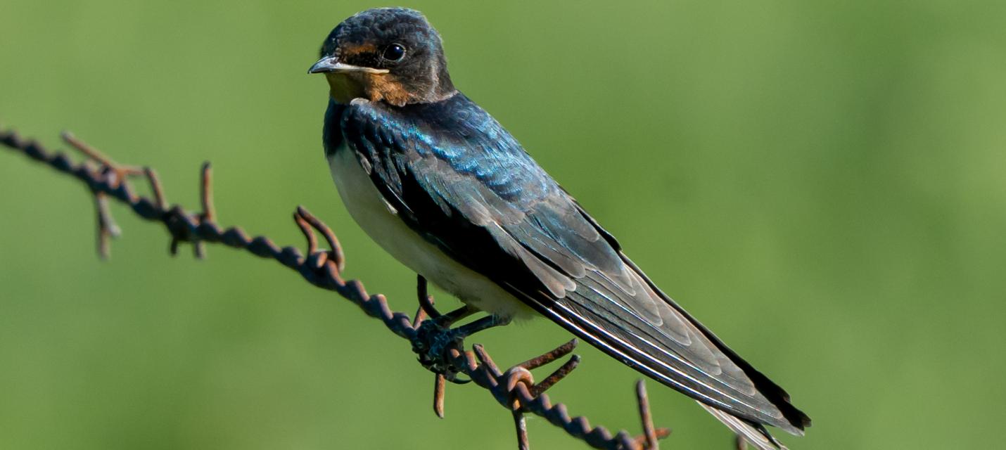 Rauchschwalbe