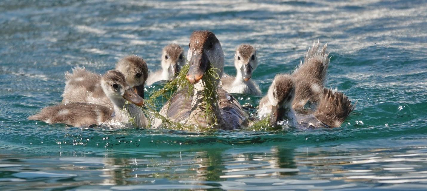 Kolbenten-Weibchen mit Jungvögeln 2004