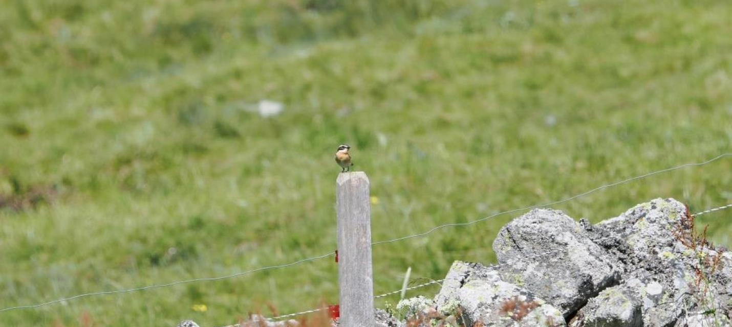Braunkehlchen in seinem Habitat