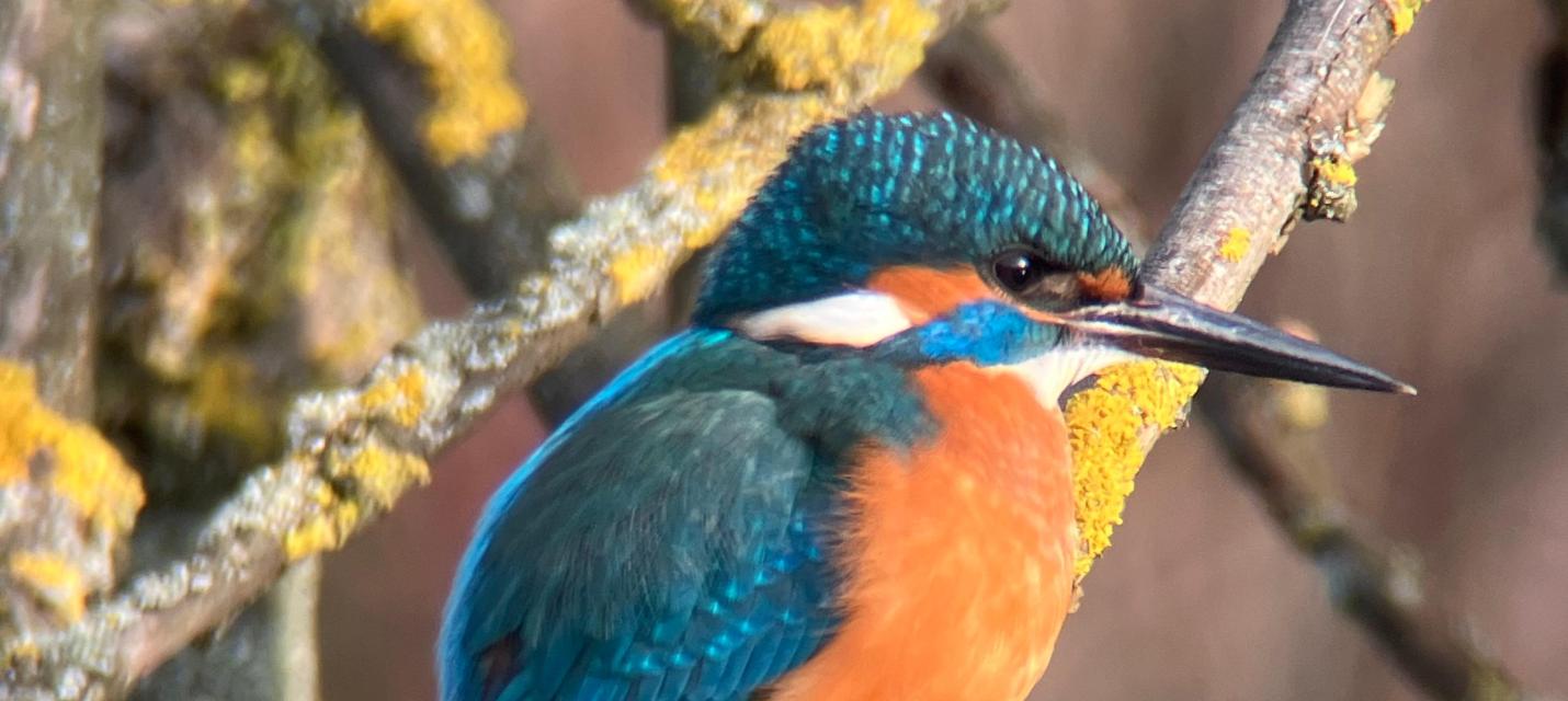Eisvogel