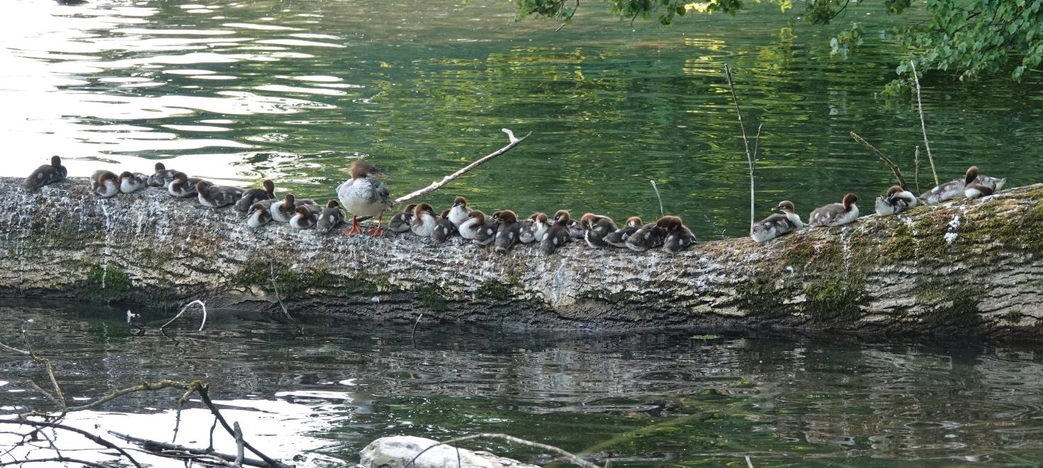 Gänsesägerfamilie