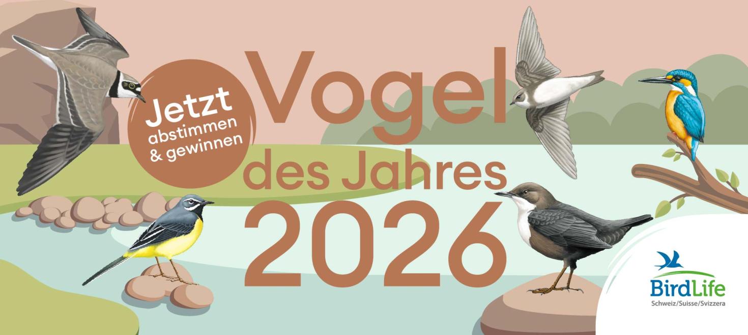 Vogel_des_Jahres_2026