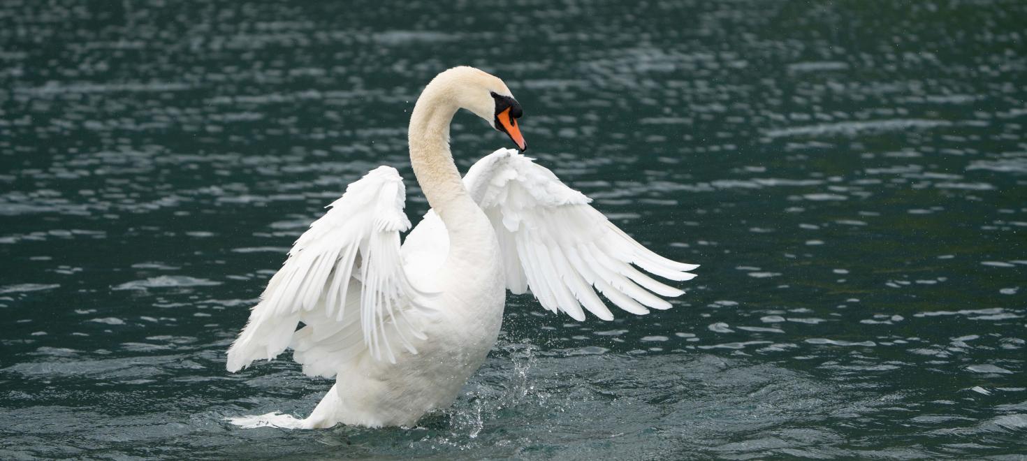 Höckerschwan