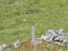 Braunkehlchen in seinem Habitat
